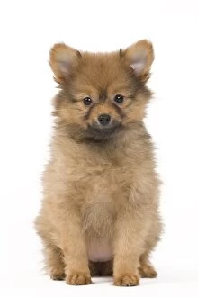 Images Dated 15th May 2012: Dog - Dwarf Spitz. puppy