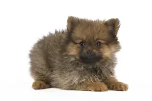 Dog - Dwarf Spitz - puppy