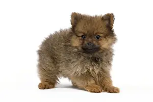Dog - Dwarf Spitz - puppy