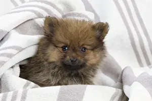 Toy Breed Prints: Dog - Dwarf Spitz - puppy