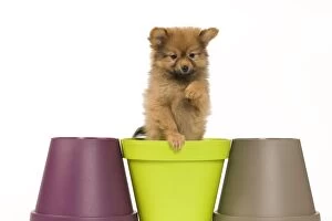 Images Dated 15th May 2012: Dog - Dwarf Spitz. puppy in flowerpot