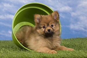 Images Dated 15th May 2012: Dog - Dwarf Spitz. puppy in flowerpot. Dog - Dwarf Spitz. puppy in flowerpot