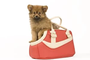 Images Dated 15th May 2012: Dog - Dwarf Spitz. puppy in handbag