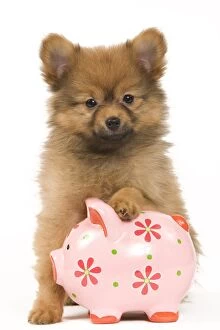 Images Dated 15th May 2012: Dog - Dwarf Spitz. puppy with piggybank