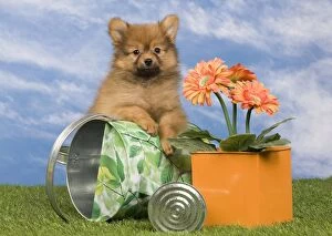 Images Dated 15th May 2012: Dog - Dwarf Spitz. puppy with watering can and flower
