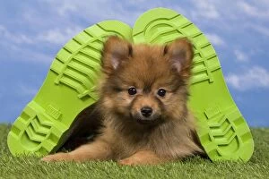 Images Dated 15th May 2012: Dog - Dwarf Spitz. puppy and wellington boots / wellies