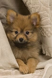 Images Dated 15th May 2012: Dog - Dwarf Spitz. puppy wrapped in towel