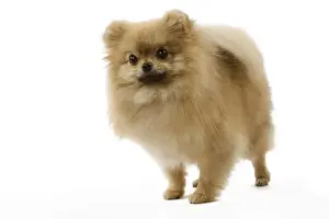 Dog - Dwarf Spitz / Spitz Nain