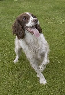 Holding Collection: Dog - Eager Springer spaniel, UK - holding up paw eagerly anticipating owner throwing ball
