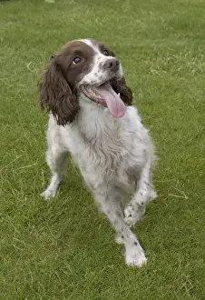 Holding Prints: Dog - Eager Springer spaniel, UK - holding up paw eagerly anticipating owner throwing ball