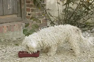 Dog - eating from bowl