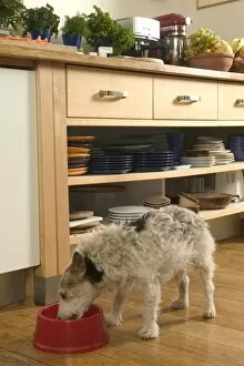 Dog - eating from bowl in kitchen