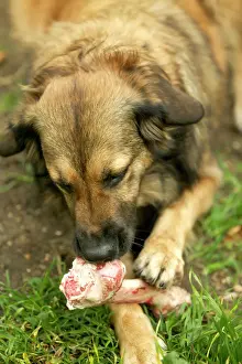 Gnawing Prints: Dog Eating marrow bone