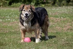 Images Dated 26th June 2010: Dog - Elderly Brown Sheep Dog - with ball - Tara - UK