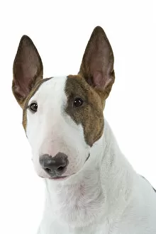 Images Dated 11th March 2006: Dog - English Bull Terrier