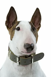 Collar Collection: Dog - English Bull Terrier - with collar