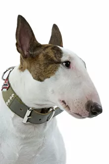 Bull Terrier Gallery: Dog - English Bull Terrier - with collar