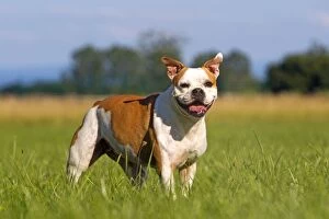 Images Dated 17th June 2012: Dog - English Bulldog