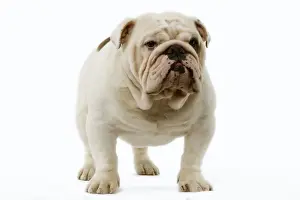 Dog - English Bulldog