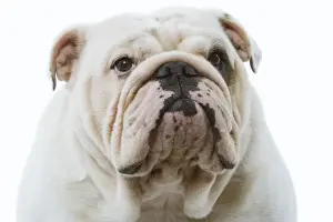 Dog - English Bulldog