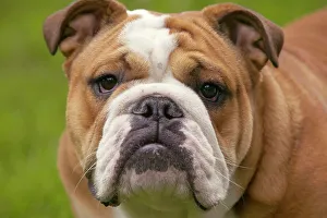 Images Dated 21st June 2004: Dog - English Bulldog