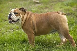 Images Dated 21st June 2004: Dog - English Bulldog
