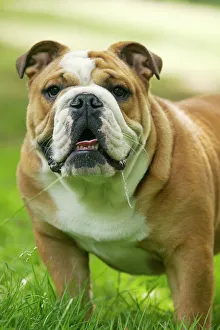 Images Dated 21st June 2004: Dog - English Bulldog