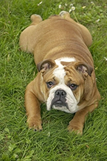 Images Dated 21st June 2004: Dog - English Bulldog