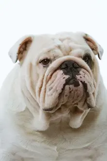 Dog - English Bulldog