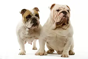 Dog - English Bulldog