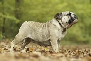 Images Dated 27th October 2011: Dog - English Bulldog