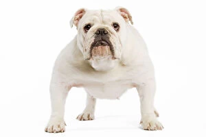 Images Dated 24th June 2000: Dog - English Bulldog - adult