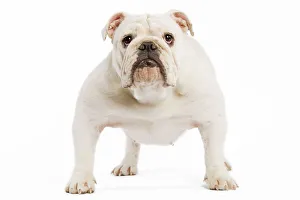 Dog - English Bulldog - adult