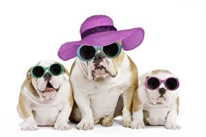 Dog - English Bulldog - adult and puppies wearing summer hats and glasses