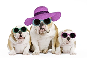 Dog - English Bulldog - adult and puppies wearing summer hats and glasses Dog - English Bulldog - adult and puppies wearing summer hats and glasses