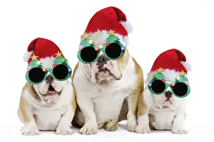 Dog - English Bulldog - adult and puppies wearing Christmas hats and glasses. Digital Manipulation: Hats & glasses (Su)