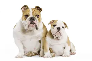 Dog - English Bulldog - adult and puppy in studio