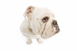 Dog - English Bulldog - adult in studio - fish-eye lense