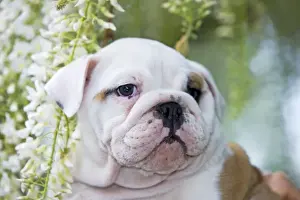 Dog - English Bulldog close-up of face