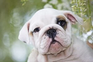 Dog - English Bulldog close-up of face