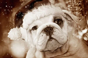 Christmas Collection: Dog - English Bulldog close-up of face Digital Manipulation: Hat (Su), sepia, stars