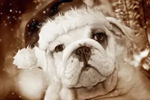 Dog - English Bulldog close-up of face Digital Manipulation: Hat (Su), sepia, stars