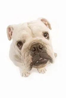 Fish Eye Prints: Dog - English Bulldog - fish-eye