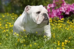 Dog - English Bulldog in garden with flowers
