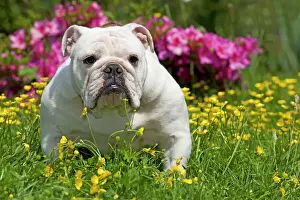 With Flowers Prints: Dog - English Bulldog in garden with flowers
