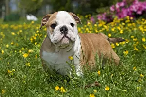 Puppy Prints: Dog - English Bulldog in garden with flowers Digitally manipulated - eye changed