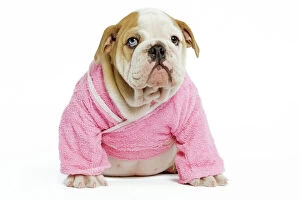 Images Dated 24th June 2000: Dog - English Bulldog - puppy dressed up in pink dressing gown in studio