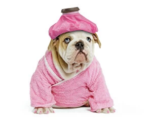 Images Dated 24th June 2000: Dog - English Bulldog - puppy dressed up in pink dressing gown with ice pack / cold compress &