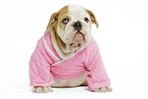 Dog - English Bulldog - puppy dressed up in pink dressing gown in studio