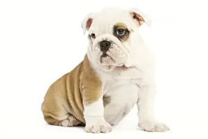 Dog - English Bulldog - puppy in studio
